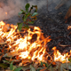 The fire-line moves into the forest during the 2015 drought in Eastern Amazonia in Brazil. Photo Courtesy of Erika Berenguer